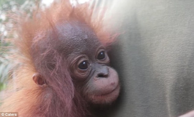 Символично: накануне Международного дня орангутанов в Индонезии спасли оставшегося без матери орангутеныша 1