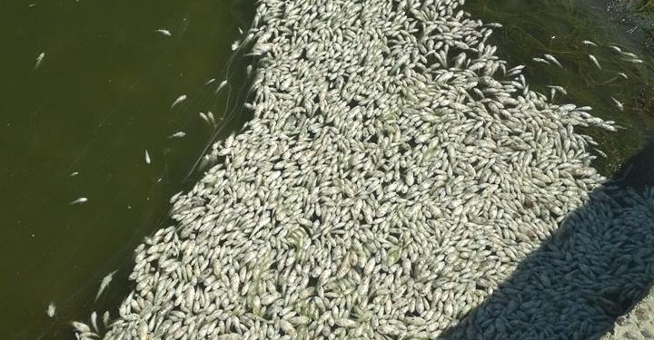 Снова замор рыбы – под Николаевом погибли и бычки, и креветки
