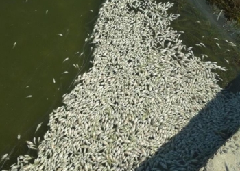 Заморы рыбы на Николаевщине – Госпродпотребслужба установила причину