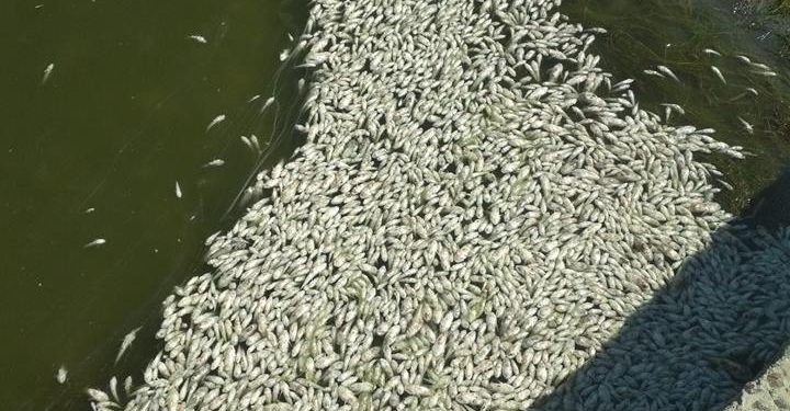 Заморы рыбы на Николаевщине – Госпродпотребслужба установила причину