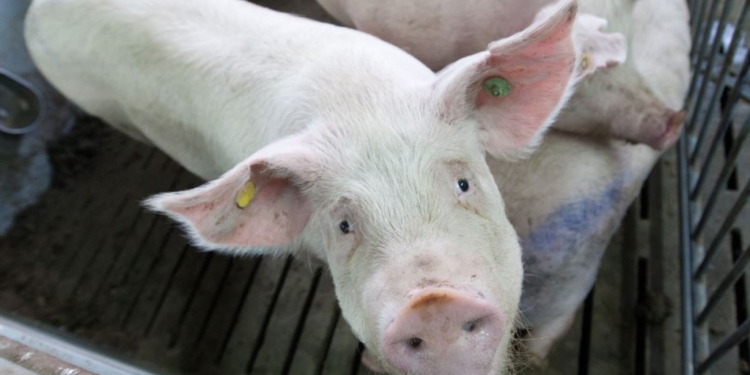 Очередной шаг биоинженеров: ученые вырастили легкие в лаборатории, пересадили их свиньям, и те выжили