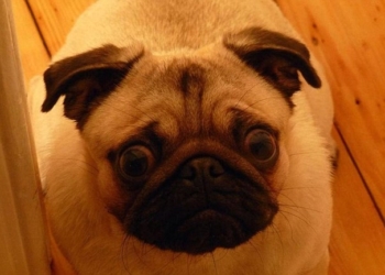 Британец подал заявку на получение своей собакой гражданства Бельгии, чтобы и после Brexit он мог с ней путешествовать по Европе