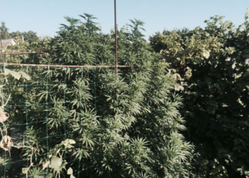 Маскировка не удалась: в Терновке мужчина пытался спрятать 2-метровые кусты конопли под огурцами