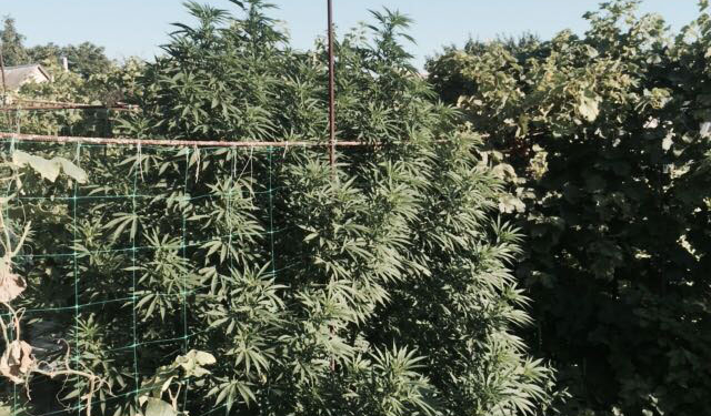 Маскировка не удалась: в Терновке мужчина пытался спрятать 2-метровые кусты конопли под огурцами