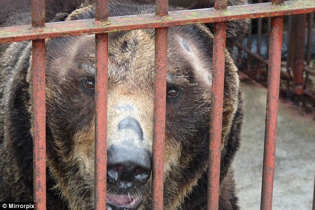 После 27 лет в неволе: в Британии свободу обретут 4 бурых медведя, которых привезли из Японии 3