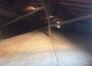 Через Одесскую таможню фиктивное предприятие пыталось экспортировать пшеницы на $1,23 млн. – николаевские фискалы и таможенники не дали