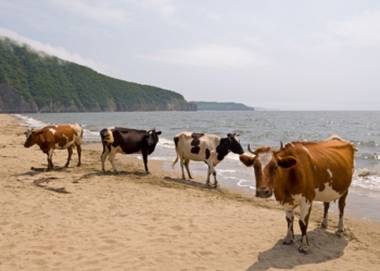 В Швеции нудисты пожаловались в муниципалитет на коров, которые приходят на их пляж. В муниципалитете решили, что коровы имеют на это право