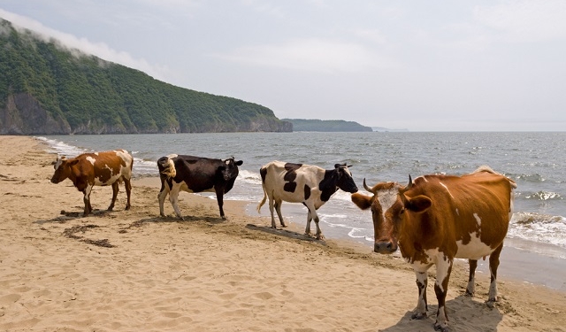 В Швеции нудисты пожаловались в муниципалитет на коров, которые приходят на их пляж. В муниципалитете решили, что коровы имеют на это право