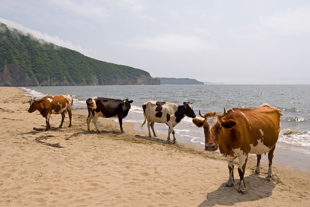 В Швеции нудисты пожаловались в муниципалитет на коров, которые приходят на их пляж. В муниципалитете решили, что коровы имеют на это право 1