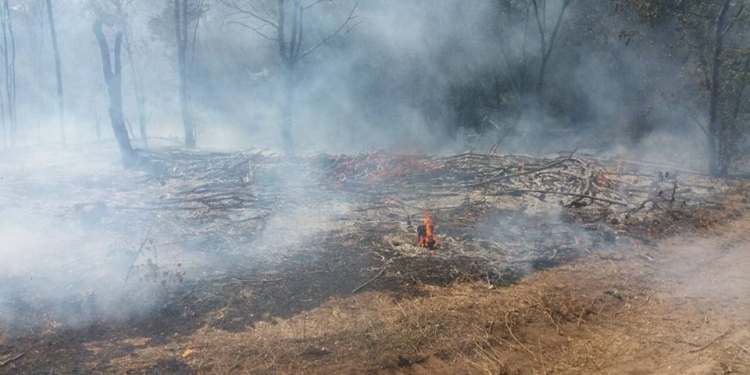 В Вознесенском районе горело 0,6 га хвойной подстилки – спасатели подозревают поджог