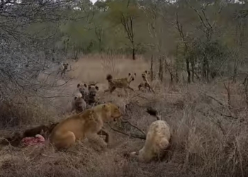 Сила коллектива. Стая гиен отобрала добычу у двух львиц