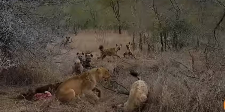Сила коллектива. Стая гиен отобрала добычу у двух львиц