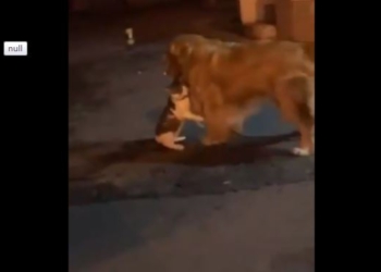 Что не сделаешь для друга: видео, как пес оттаскивает кота от соперника, просмотрели 10 млн.раз за три дня