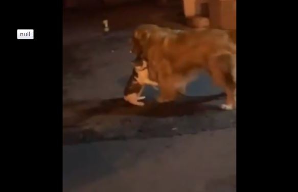 Что не сделаешь для друга: видео, как пес оттаскивает кота от соперника, просмотрели 10 млн.раз за три дня