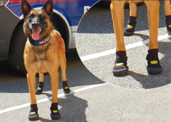 Собаки в тапочках на раскаленном асфальте. В Австрии служебным псам выдали спецобувь