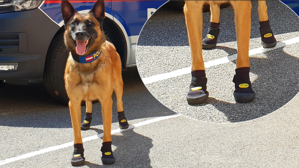 Собаки в тапочках на раскаленном асфальте. В Австрии служебным псам выдали спецобувь