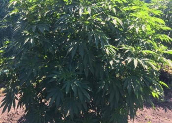 Элитная «Голландка» – на Николаевщине изъяли конопли на 12 млн.грн. по ценам черного рынка