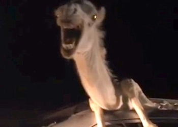 Потому что жизнь – борьба. Верблюд стал участником ДТП и…застрял в машине