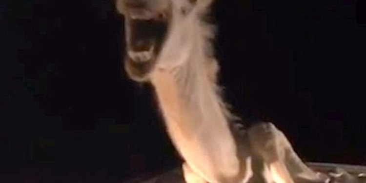 Потому что жизнь – борьба. Верблюд стал участником ДТП и…застрял в машине