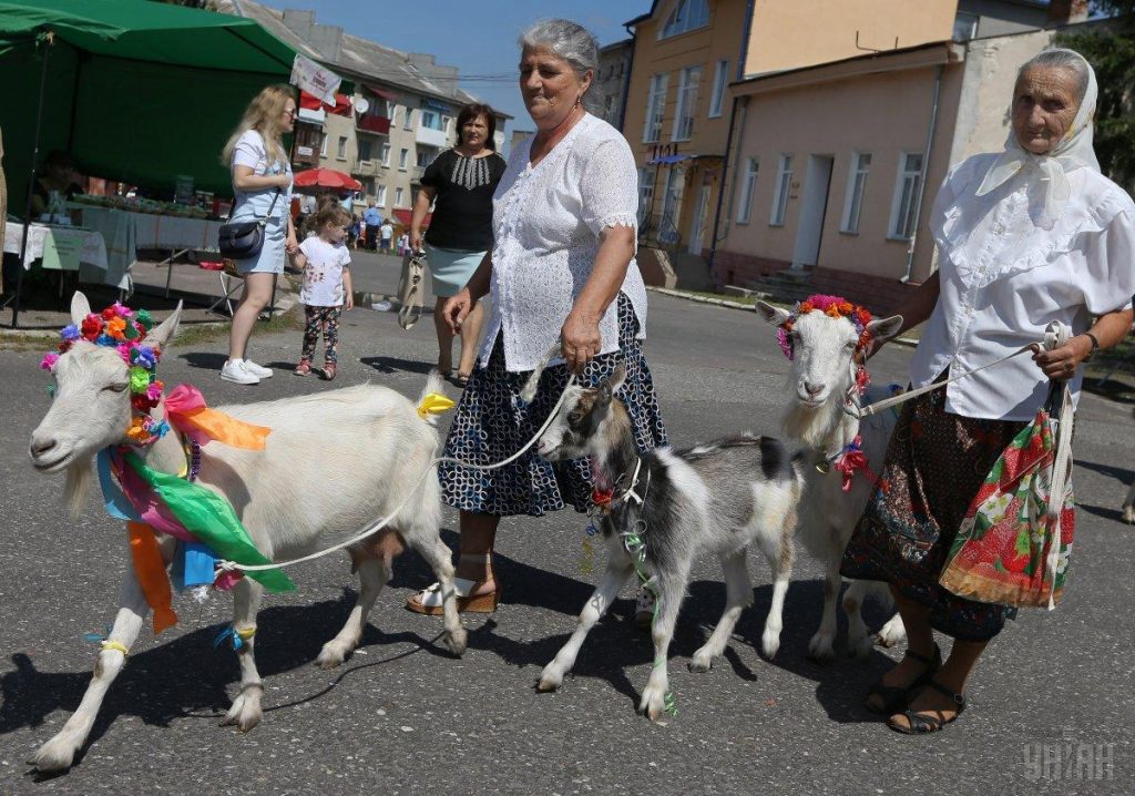 На Тернопольщине провели конкурс красоты среди коз 19