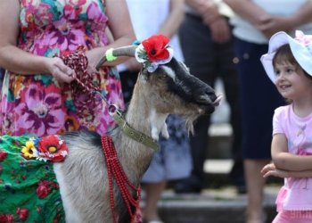 На Тернопольщине провели конкурс красоты среди коз
