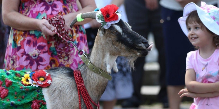 На Тернопольщине провели конкурс красоты среди коз