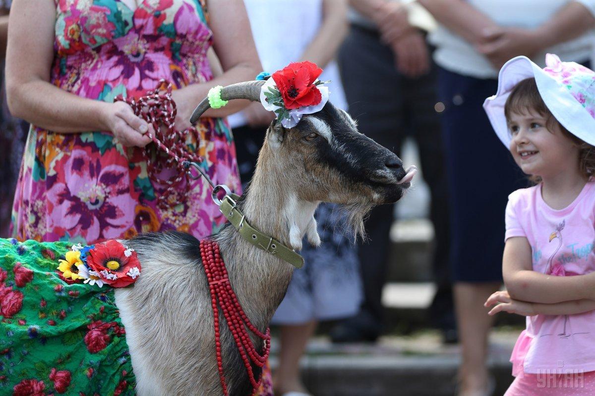 На Тернопольщине провели конкурс красоты среди коз