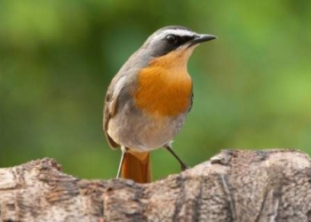 Внешность обманчива! В ЮАР маленькая птичка заживо выпотрошила гремучую змею