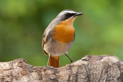 Внешность обманчива! В ЮАР маленькая птичка заживо выпотрошила гремучую змею