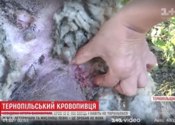 Чупакабра? Нет, вампир. На Тернопольщине неизвестный монстр высосал кровь из овец