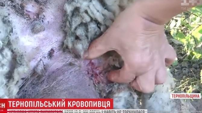 Чупакабра? Нет, вампир. На Тернопольщине неизвестный монстр высосал кровь из овец