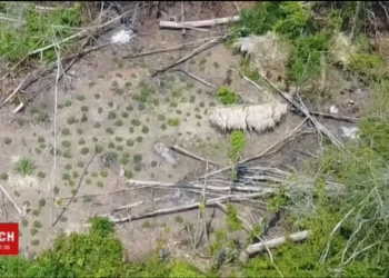 В джунглях Бразилии впервые засняли аборигенов, которые вооружены луками и ведут первобытный образ жизни