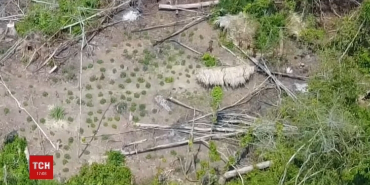 В джунглях Бразилии впервые засняли аборигенов, которые вооружены луками и ведут первобытный образ жизни