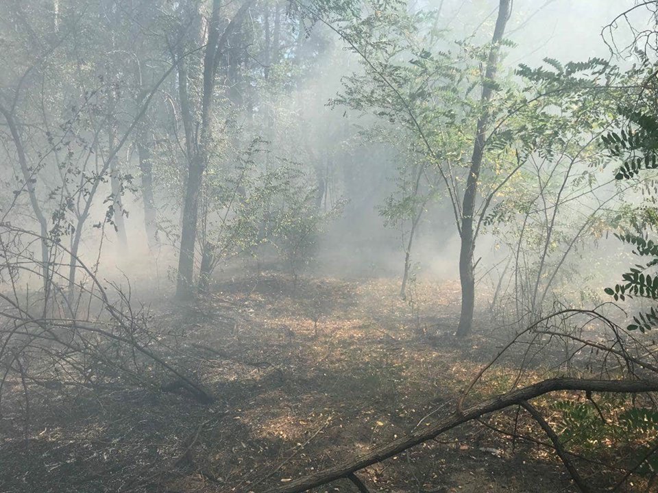 В Вознесенском районе горело 0,6 га хвойной подстилки – спасатели подозревают поджог 3