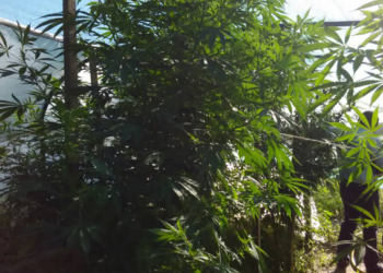 В тепличке все хорошо растет: на Николаевщине у мужчины обнаружили 2-метровые кусты конопли и 5 кг готовой к употреблению «травы»