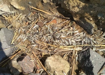 На центральном пляже Николаева – массовый замор бычка