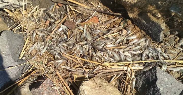 На центральном пляже Николаева – массовый замор бычка