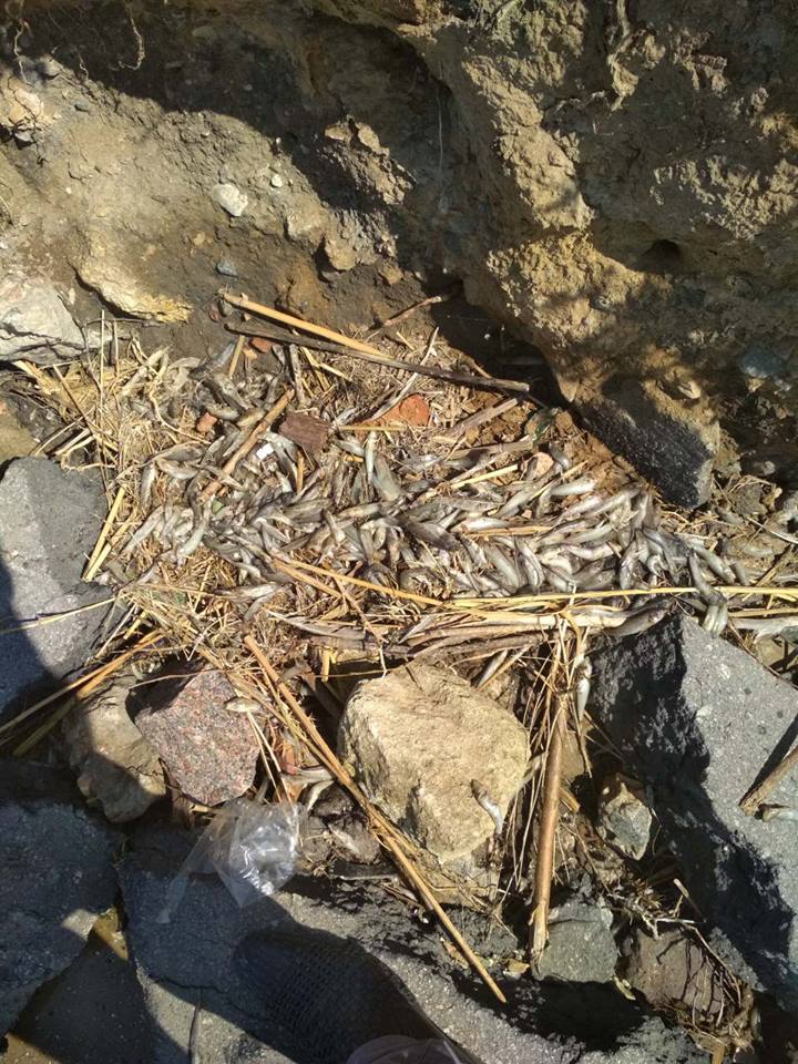 Выброшенную на берег николаевского городского пляжа «Стрелка» погибшую рыбу должен собрать и утилизировать балансодержатель парка 1