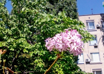 В Николаеве неожиданно зацвела сирень