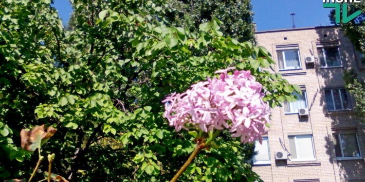 В Николаеве неожиданно зацвела сирень