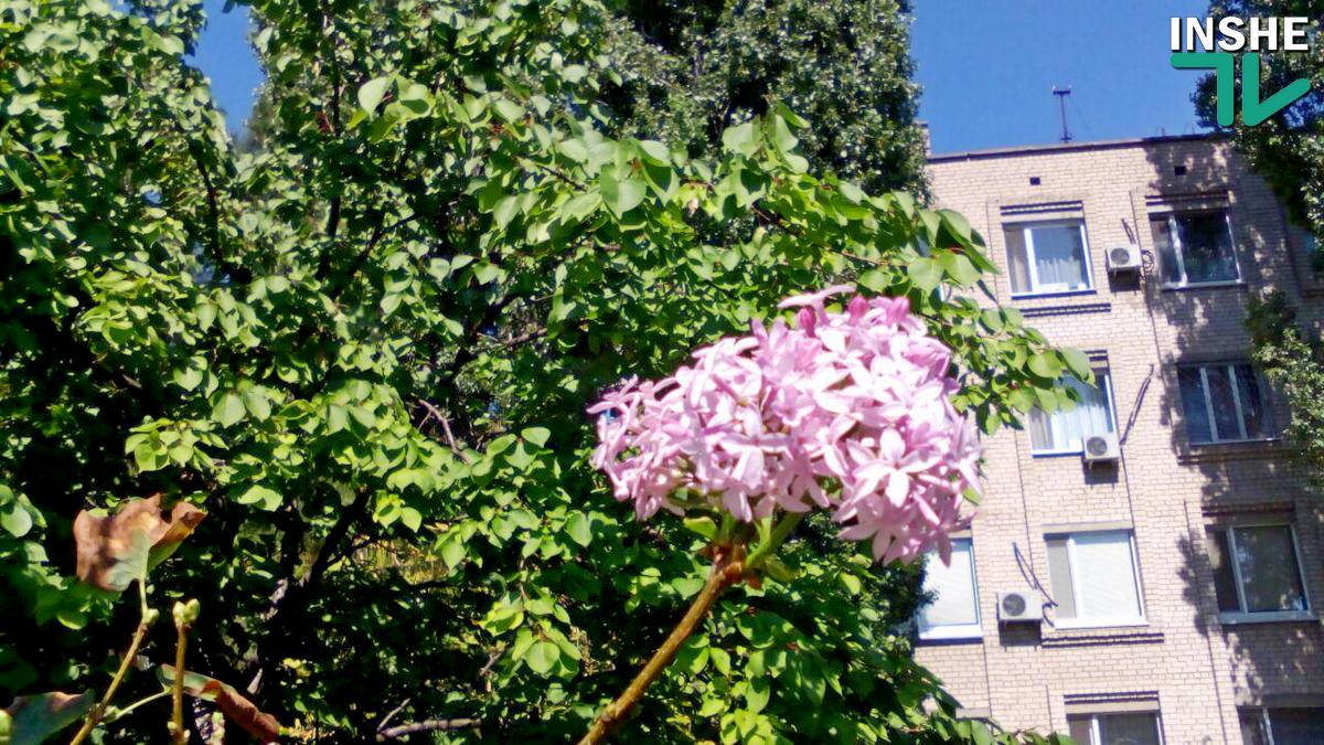 В Николаеве неожиданно зацвела сирень