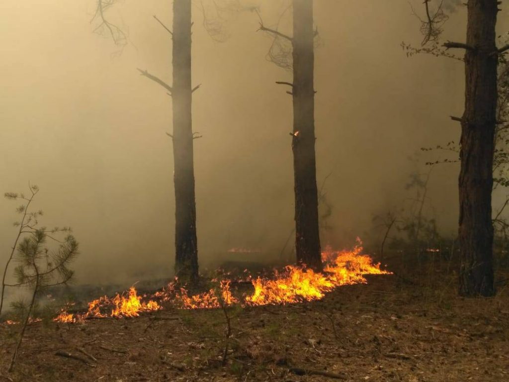 На Николаевщине горит лес. Площадь пожара – 3 га 3
