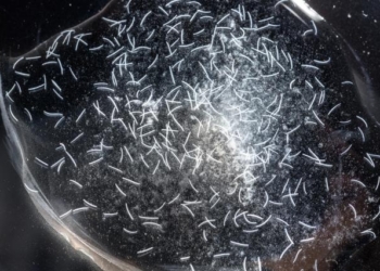 Ученые назвали самое быстрое существо на Земле