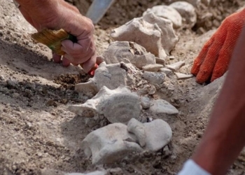 В Крыму нашли скелет древнего кита, которому 10 млн. лет