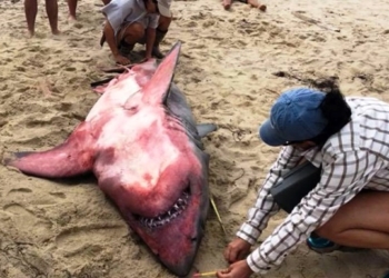 На берег в США вынесло красную акулу