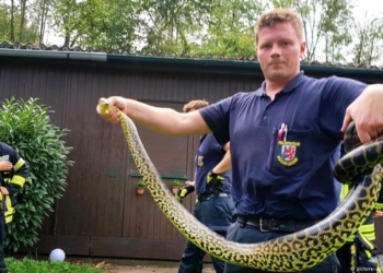 Мир сошел с ума. В Германии в озере поймали…анаконду