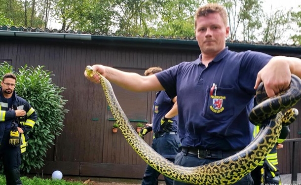 Мир сошел с ума. В Германии в озере поймали…анаконду