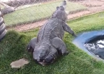 В США аллигатору вернули откушенный хвост – напечатали на 3D-принтере