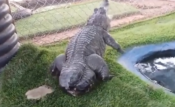 В США аллигатору вернули откушенный хвост – напечатали на 3D-принтере