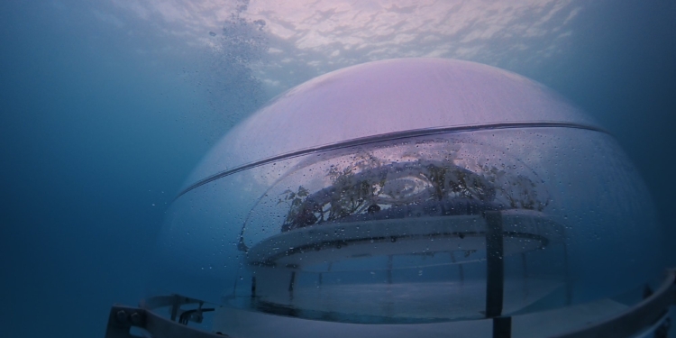 Зачем нам Марс? Итальянцы уже выращивают овощи в подводных теплицах